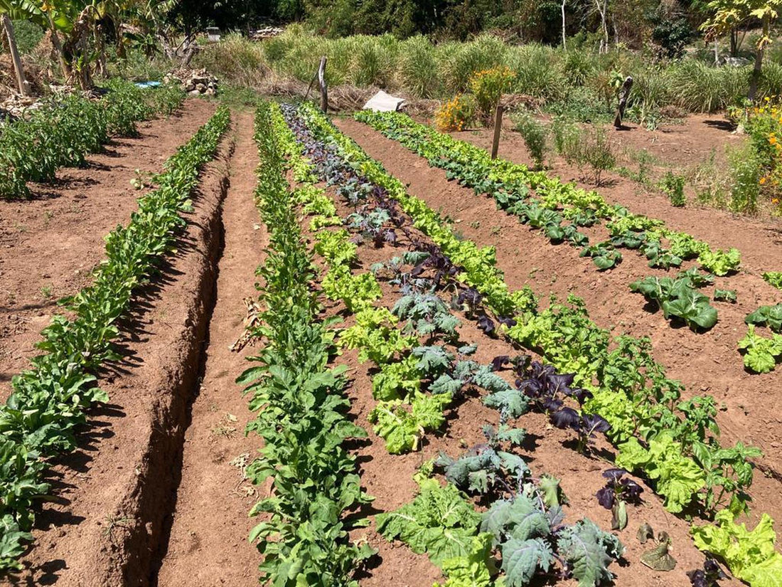 A Puerto Rican is the New Advisor to the Fruit and Vegetable Committee of the Federal Department of Agriculture