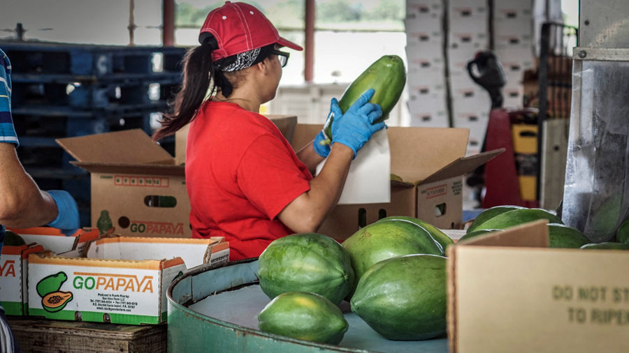 Caribbean Produce, Puerto Rico farmers ship 16K lbs. of fruit, vegetables to Bronx